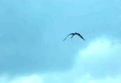 Storch im Aufwind gesichtet :: über Fürstenfeld